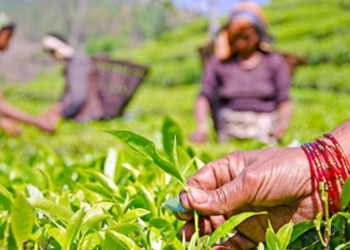 उचित मूल्य नपाएको भन्दै इलामका चिया किसान आन्दोलित