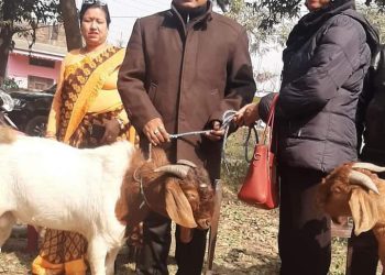 दुहबी नगरपालिकाले दियो कृषकलाइ उच्च नश्लको बोयर बोका