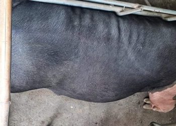 दुहबीका मेयर गच्छदारले बनाए किसानलाइ उद्दमी