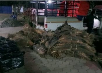 सुनसरीको देवानगंज बाट गाँजा बोकेको पिकअप सहित  चालक र सह-चालक पक्राउ