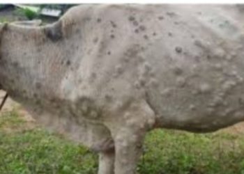 गाई भैँसीमा ‘लम्पि स्किन’ रोग देखिएपछि दुहबीका पशुपालक किसाहरु चिन्तामा ।