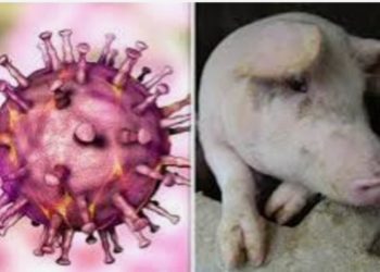 दुहबीमा स्वाइन फ्लु २ दिनमा २५ वटा बङ्गुरको मृत्यु १५ दिनकालागी बंगुर ओसार पसार माथी प्रतिबन्ध ।